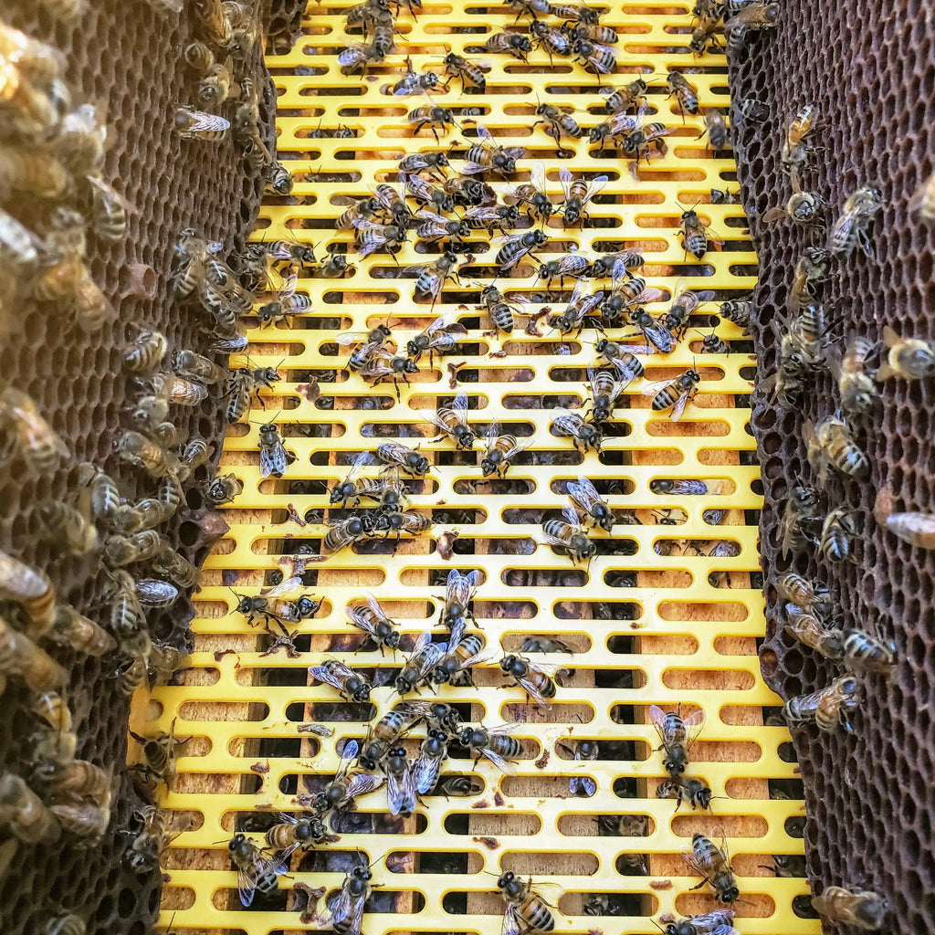 Plastic Queen Excluder