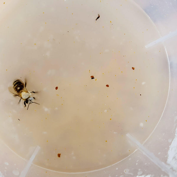 Varroa Easy Check